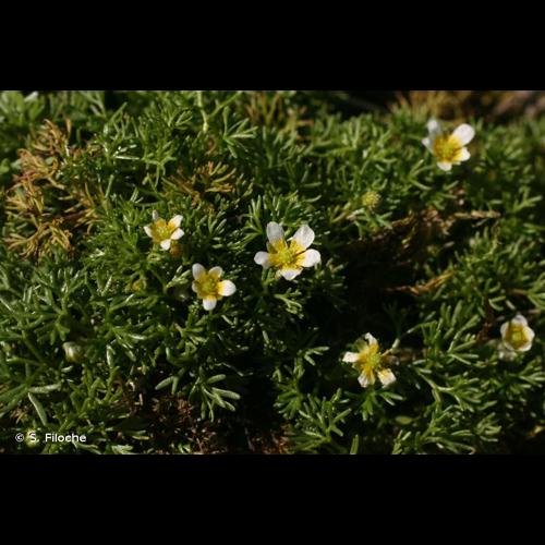 <i>Ranunculus trichophyllus</i> Chaix, 1785 © S. Filoche