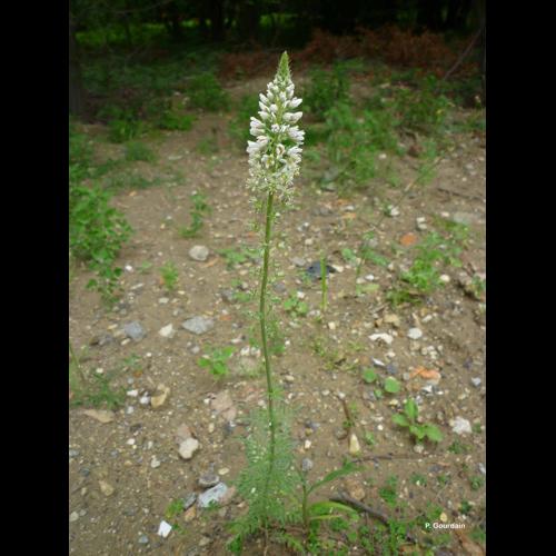 <i>Reseda alba</i> L., 1753 © P. Gourdain