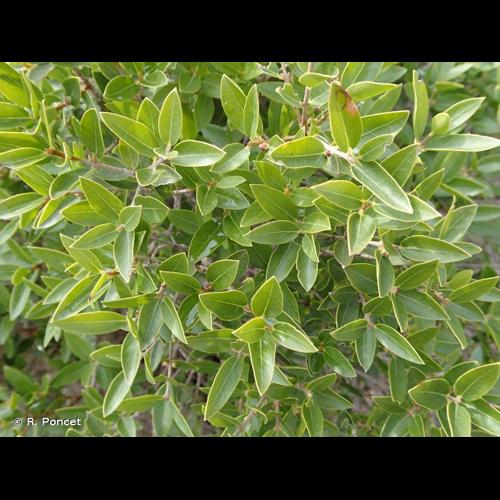 <i>Rhamnus alaternus</i> L., 1753 &copy; R. Poncet