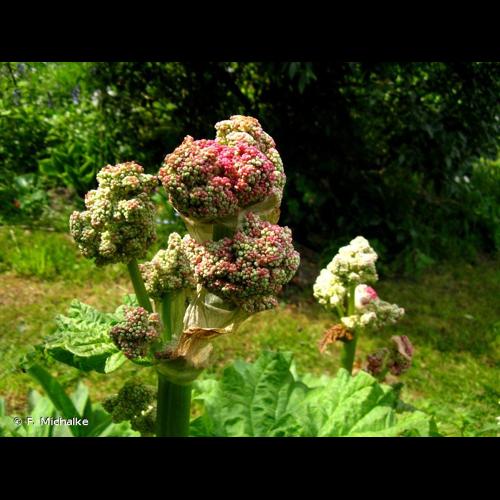 <i>Rheum </i>x<i> hybridum</i> Murray, 1775 &copy; F. Michalke