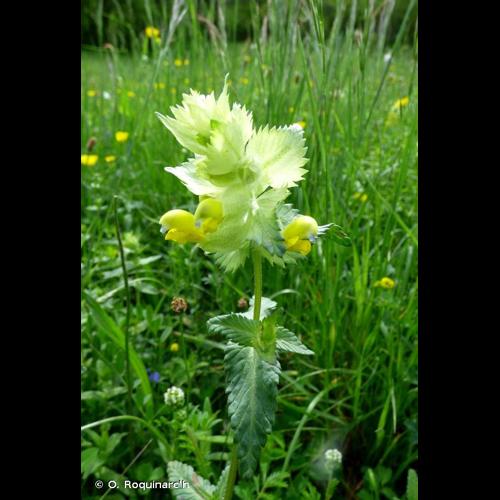 <i>Rhinanthus alectorolophus</i> (Scop.) Pollich, 1777 © O. Roquinarc'h