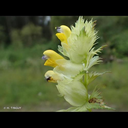 <i>Rhinanthus angustifolius</i> C.C.Gmel., 1806 © H. TINGUY