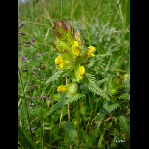 <i>Rhinanthus minor</i> L., 1756 © P. Gourdain