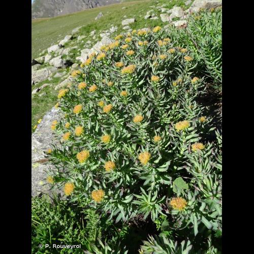 <i>Rhodiola rosea</i> L., 1753 © P. Rouveyrol