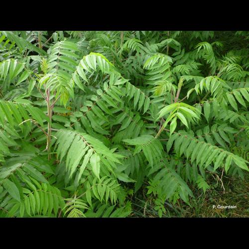 <i>Rhus typhina</i> L., 1756 © P. Gourdain