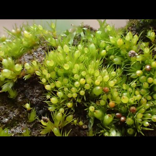 <i>Pseudephemerum nitidum</i> (Hedw.) Loeske, 1910 &copy; H. TINGUY