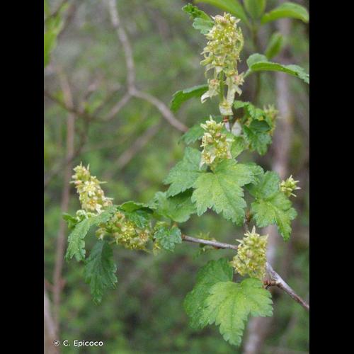 <i>Ribes alpinum</i> L., 1753 © C. Epicoco