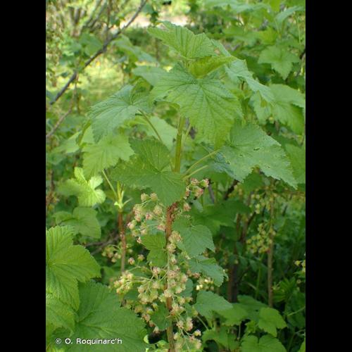 <i>Ribes nigrum</i> L., 1753 &copy; O. Roquinarc'h