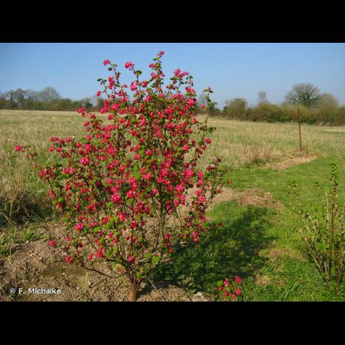 <i>Ribes sanguineum</i> Pursh, 1813 © F. Michalke