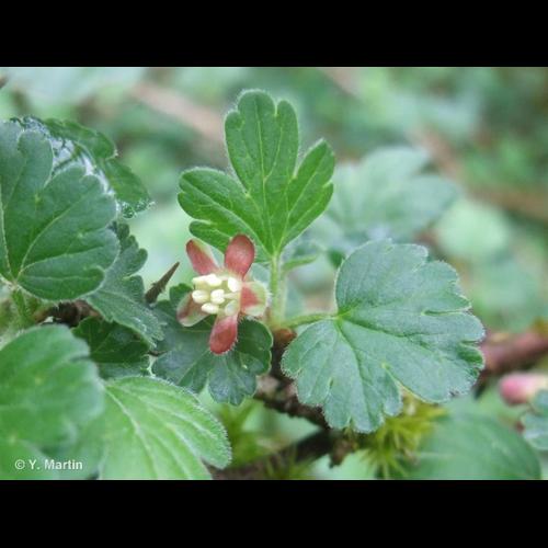 <i>Ribes uva-crispa</i> L., 1753 &copy; NULL