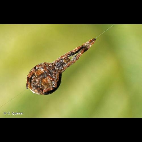 <i>Hyptiotes paradoxus</i> (C.L. Koch, 1834) © C. Quintin