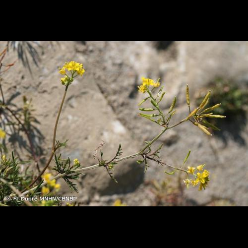 <i>Rorippa </i>x<i> anceps</i> (Wahlenb.) Rchb., 1837 © R. Dupré MNHN/CBNBP