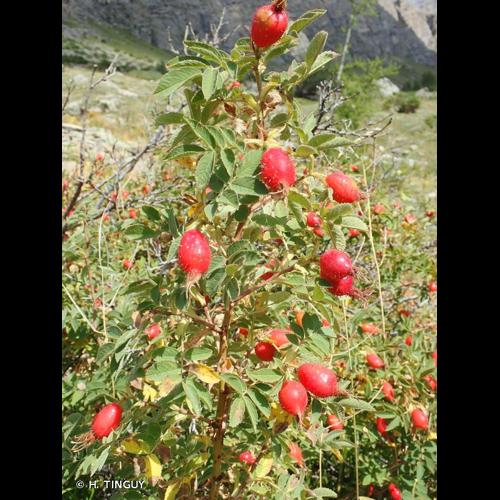 <i>Rosa mollis</i> Sm., 1812 &copy; H. TINGUY