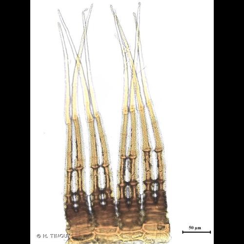 <i>Ceratodon purpureus</i> (Hedw.) Brid., 1826 &copy; H. TINGUY