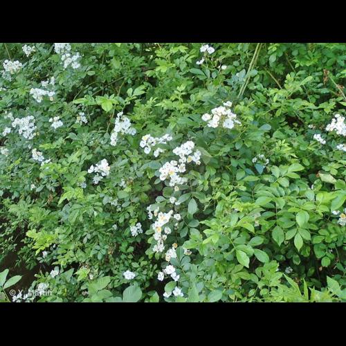 <i>Rosa multiflora</i> Thunb., 1784 &copy; NULL