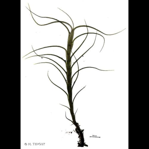<i>Distichium capillaceum</i> (Hedw.) Bruch & Schimp., 1846 © H. TINGUY