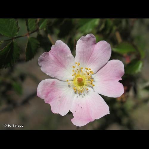 <i>Rosa pouzinii</i> Tratt., 1823 © H. Tinguy