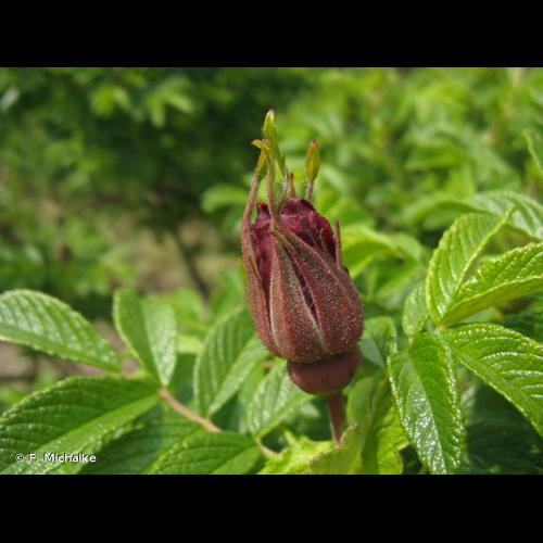 <i>Rosa rugosa</i> Thunb., 1784 &copy; F. Michalke
