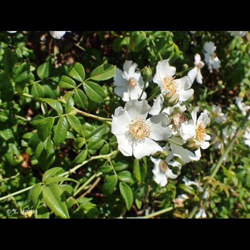 <i>Rosa sempervirens</i> L., 1753 &copy; NULL