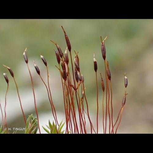 <i>Ditrichum heteromallum</i> (Hedw.) E.Britton, 1913 &copy; H. TINGUY
