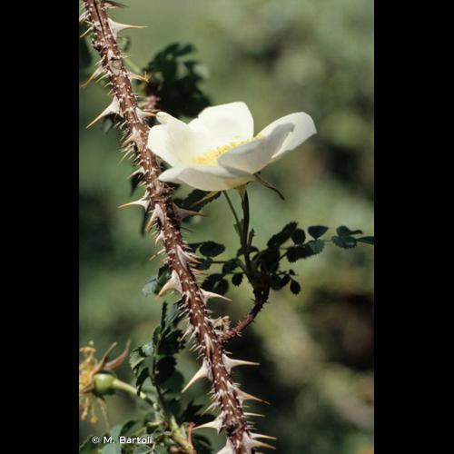 <i>Rosa spinosissima</i> L., 1753 © M. Bartoli