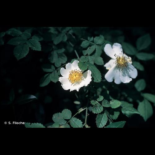 <i>Rosa stylosa</i> Desv., 1809 © S. Filoche