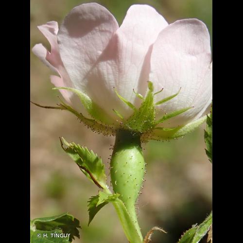 <i>Rosa </i>x<i> andegavensis</i> Bastard, 1809 © H. TINGUY