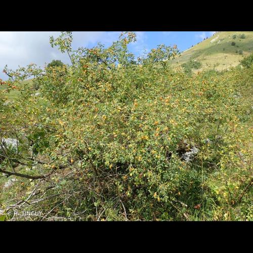 <i>Rosa dumalis</i> Bechst., 1810 &copy; H. TINGUY