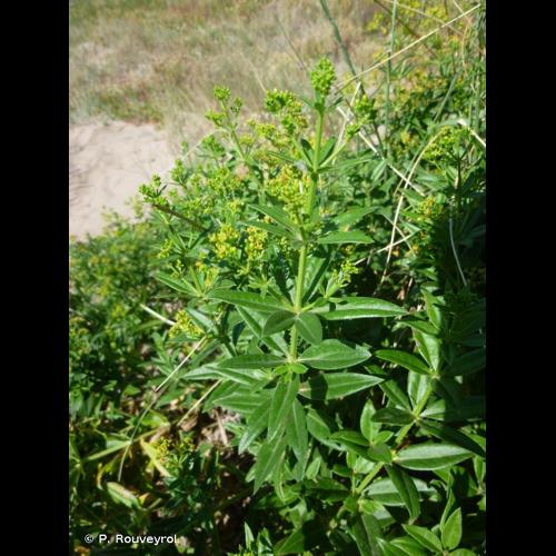 <i>Rubia tinctorum</i> L., 1753 &copy; P. Rouveyrol