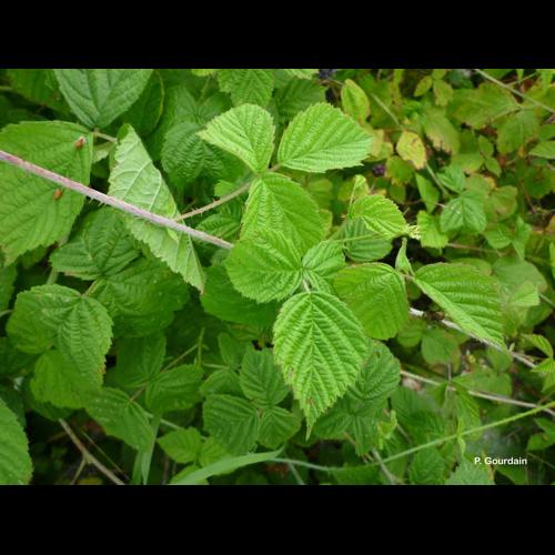<i>Rubus caesius</i> L., 1753 © P. Gourdain