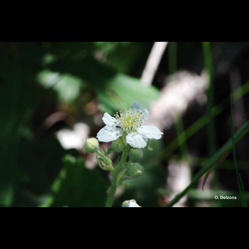 <i>Rubus canescens</i> DC., 1813 &copy; O. Delzons