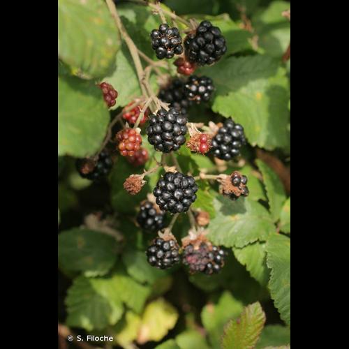 <i>Rubus fruticosus</i> L., 1753 [nom. et typ. cons.] © S. Filoche
