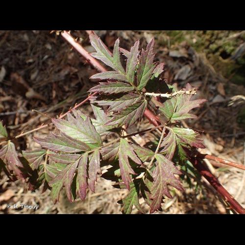 <i>Rubus laciniatus</i> (Weston) Willd., 1806 &copy; H. Tinguy