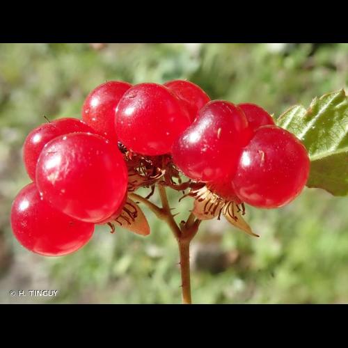<i>Rubus saxatilis</i> L., 1753 © H. TINGUY