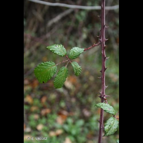 <i>Rubus ulmifolius</i> Schott, 1818 © E. VALLEZ