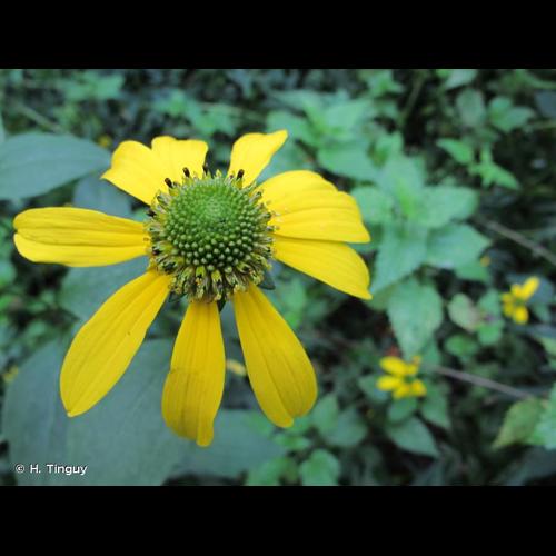 <i>Rudbeckia laciniata</i> L., 1753 © H. Tinguy