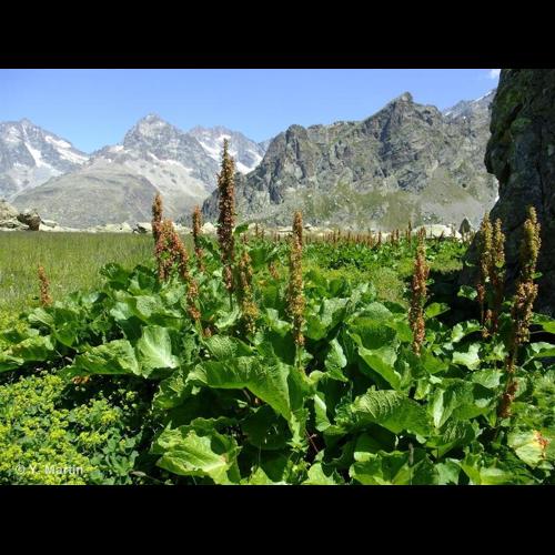 <i>Rumex alpinus</i> L., 1753 [nom. et typ. cons.] © NULL