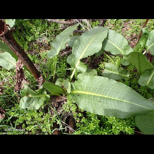 <i>Rumex cristatus</i> DC., 1813 © R. Poncet