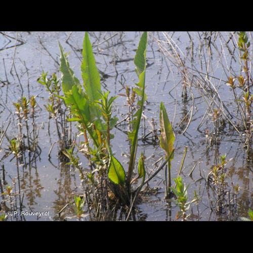 <i>Rumex hydrolapathum</i> Huds., 1778 © P. Rouveyrol