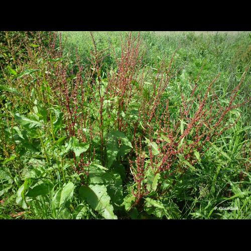 <i>Rumex obtusifolius</i> L., 1753 © P. Gourdain