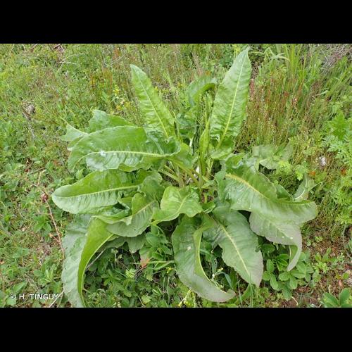 <i>Rumex patientia</i> L., 1753 © H. TINGUY