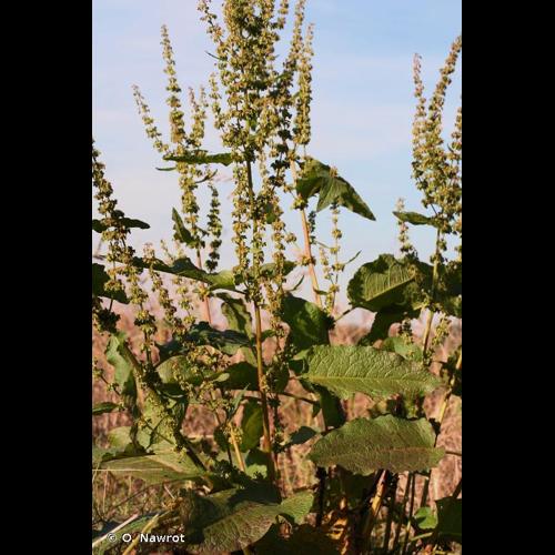 <i>Rumex </i>x<i> pratensis</i> Mert. & W.D.J.Koch, 1826 © O. Nawrot
