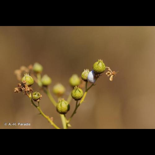 <i>Ruta angustifolia</i> Pers., 1805 © A.-H. Paradis