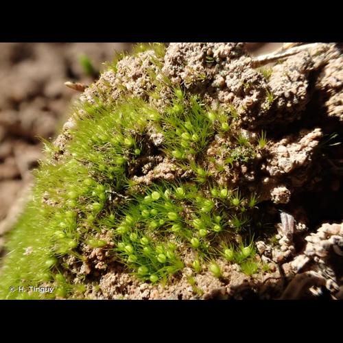 <i>Pleuridium acuminatum</i> Lindb., 1863 &copy; H. Tinguy