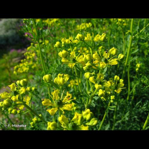 <i>Ruta graveolens</i> L., 1753 © F. Michalke