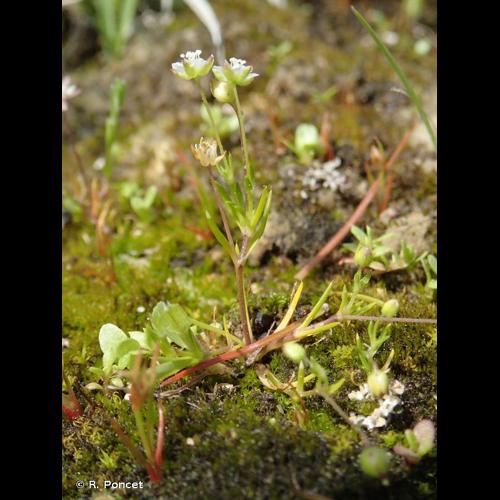 <i>Sagina apetala</i> Ard., 1763 © R. Poncet