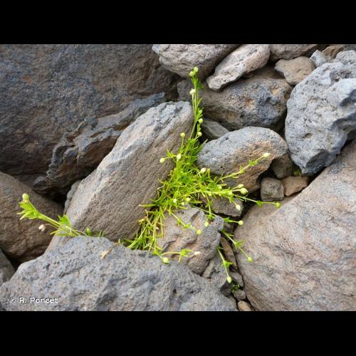 <i>Sagina procumbens</i> L., 1753 © R. Poncet