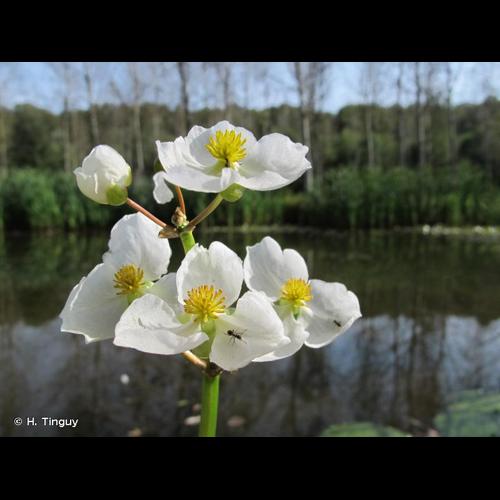 <i>Sagittaria latifolia</i> Willd., 1805 © H. Tinguy