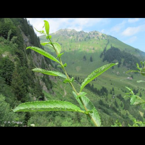 <i>Salix appendiculata</i> Vill., 1789 © H. Tinguy