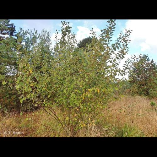 <i>Salix caprea</i> L., 1753 &copy; NULL